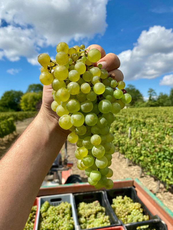 Héritage historique : sancerre entre vin et traditions