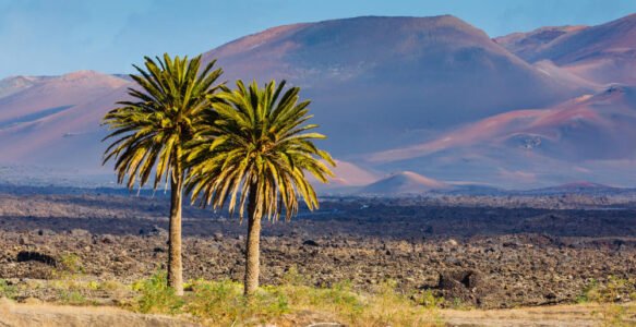 L’île de Lanzarote: des volcans, du sable et des vignes !