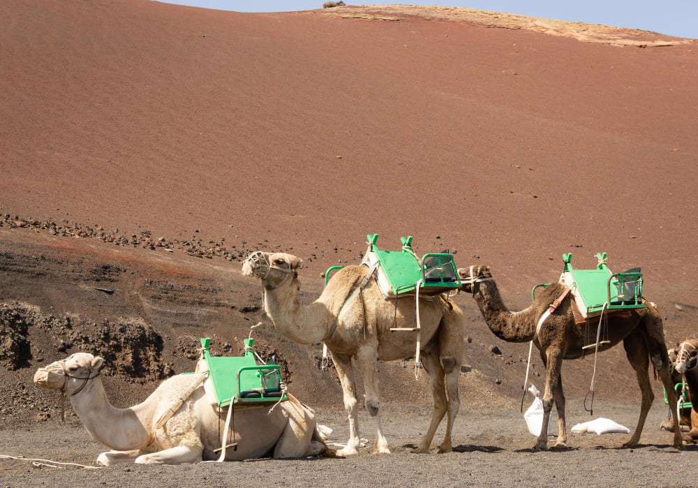 group-camels-resting-standing-up-desert-area-by-timanfaya-national-park-sunny-day