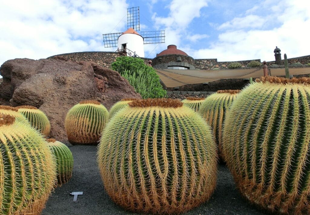 lanzarote-Jardin de cactus