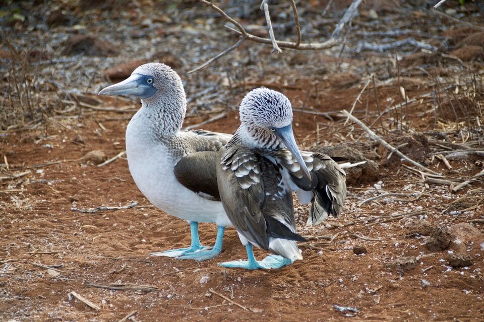 fous à pieds bleus (Sula nebouxii) Oiseaux endémiques