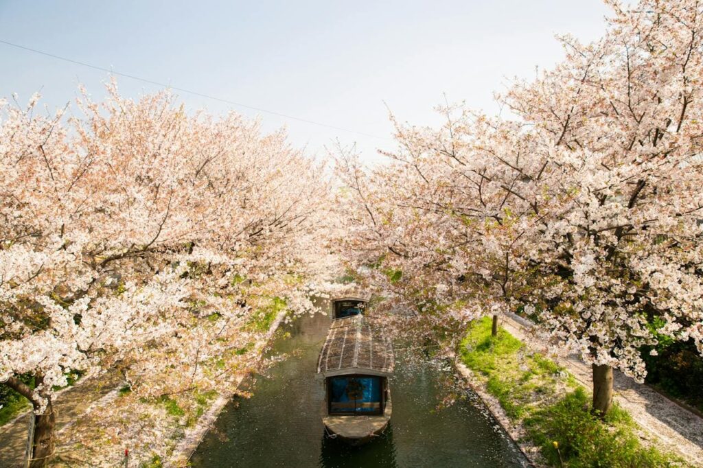 arbre-de-sakura-en-fleurs-avec-bateau-a-voile-dans-le-parc